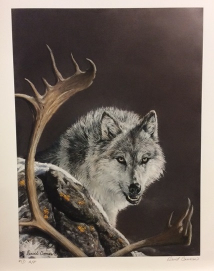 Northern Wolf by David Connar $160